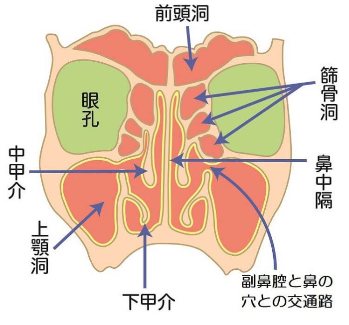 副鼻腔炎になるのはなぜ？